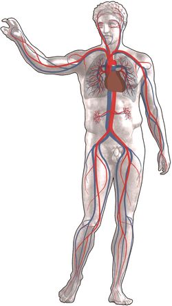 anatomie bloedsomloop
