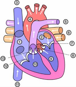 anatomie hart